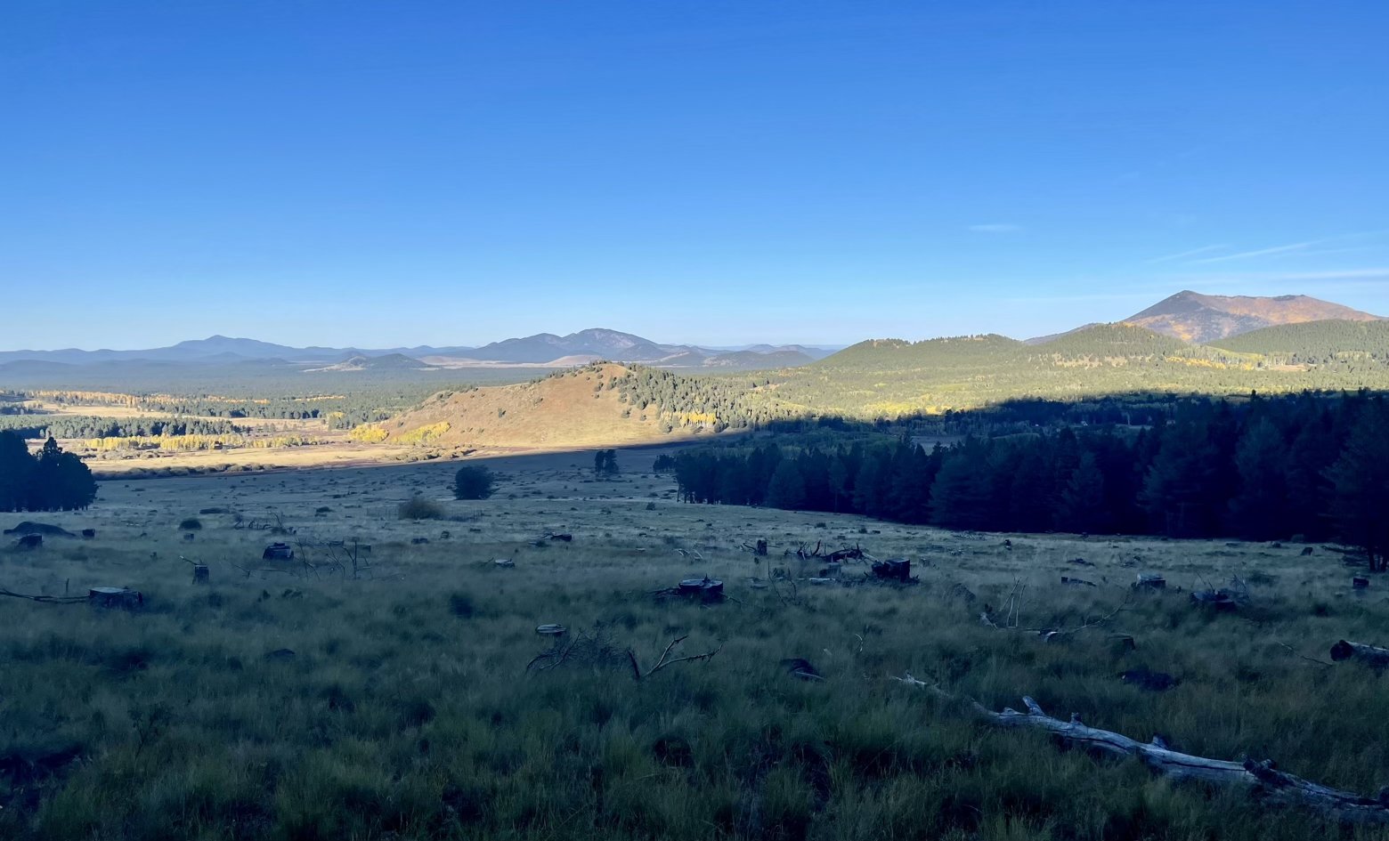 Morning meadow view