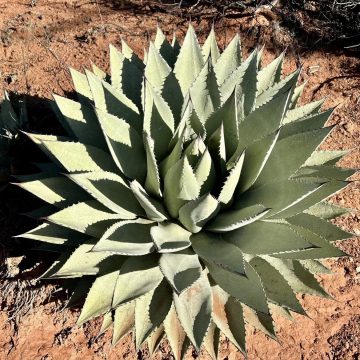 Parry’s agave