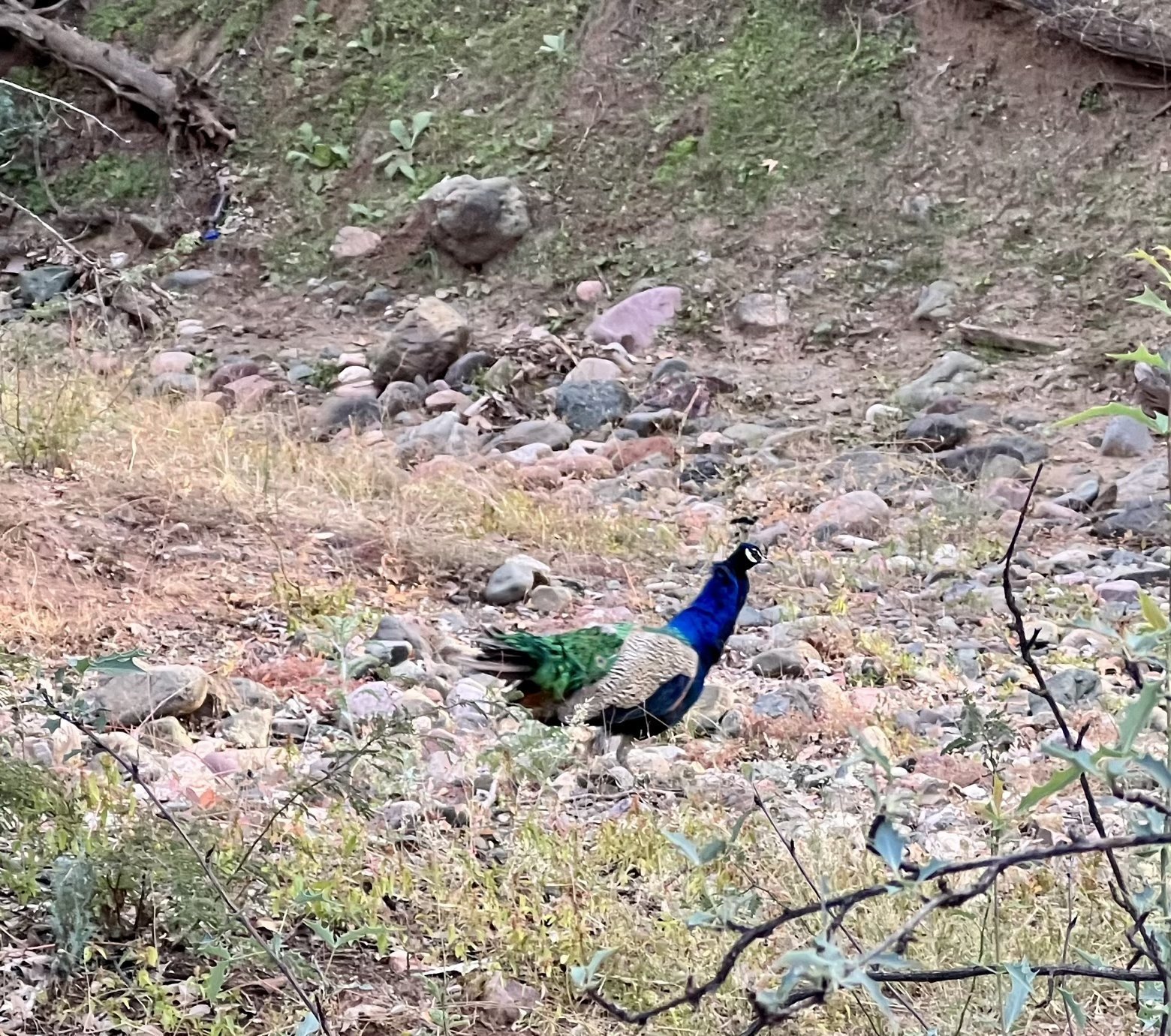Peacock dashing away to safety