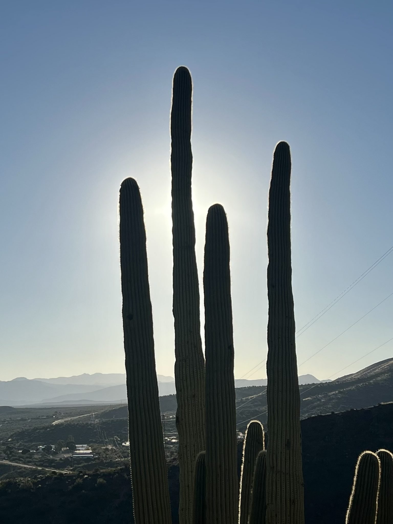 Saguaro silhouette