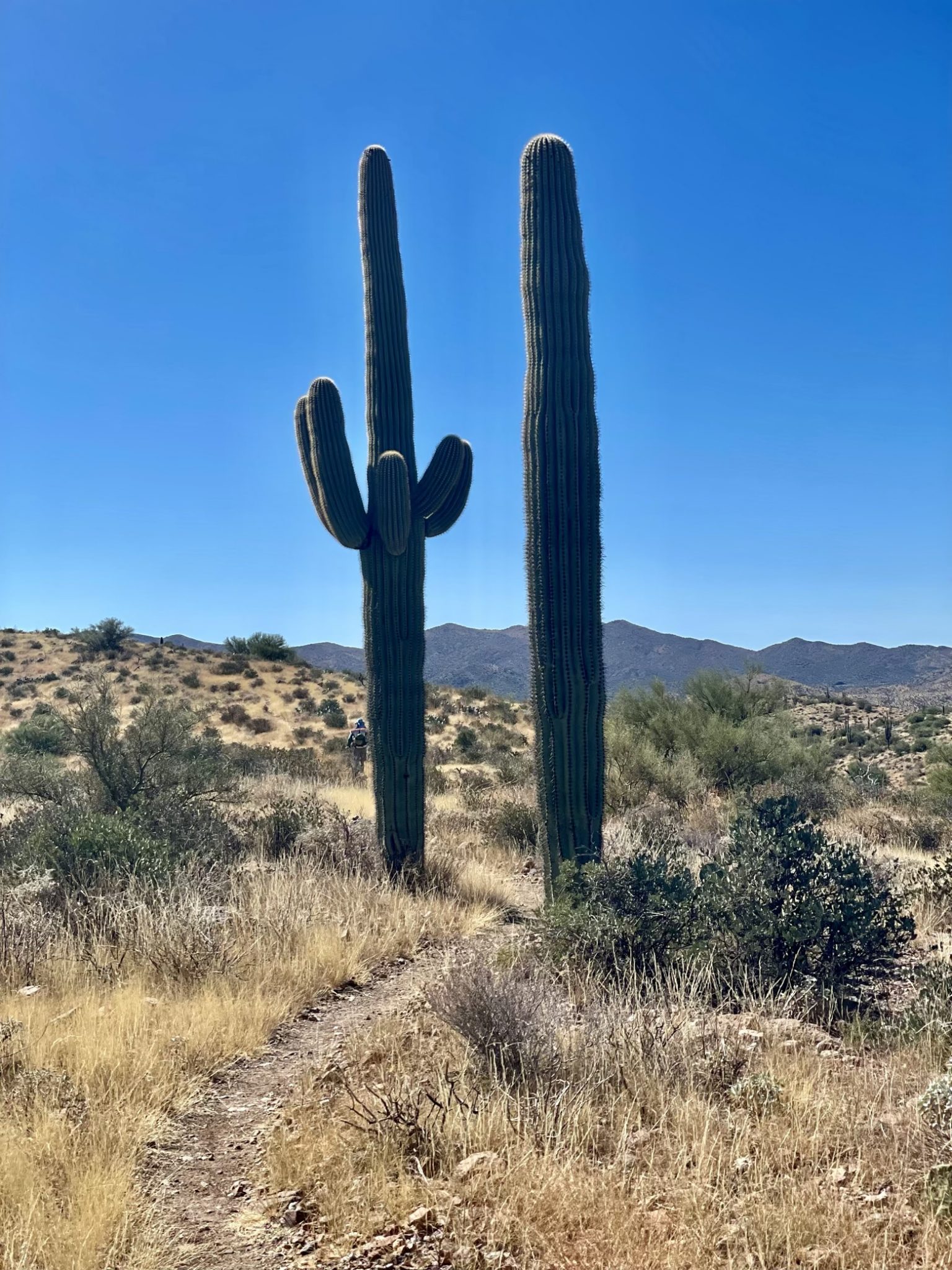 Tight squeeze between saguaro