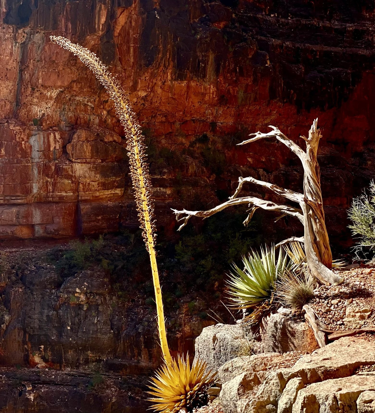 Yucca bending towards the sun