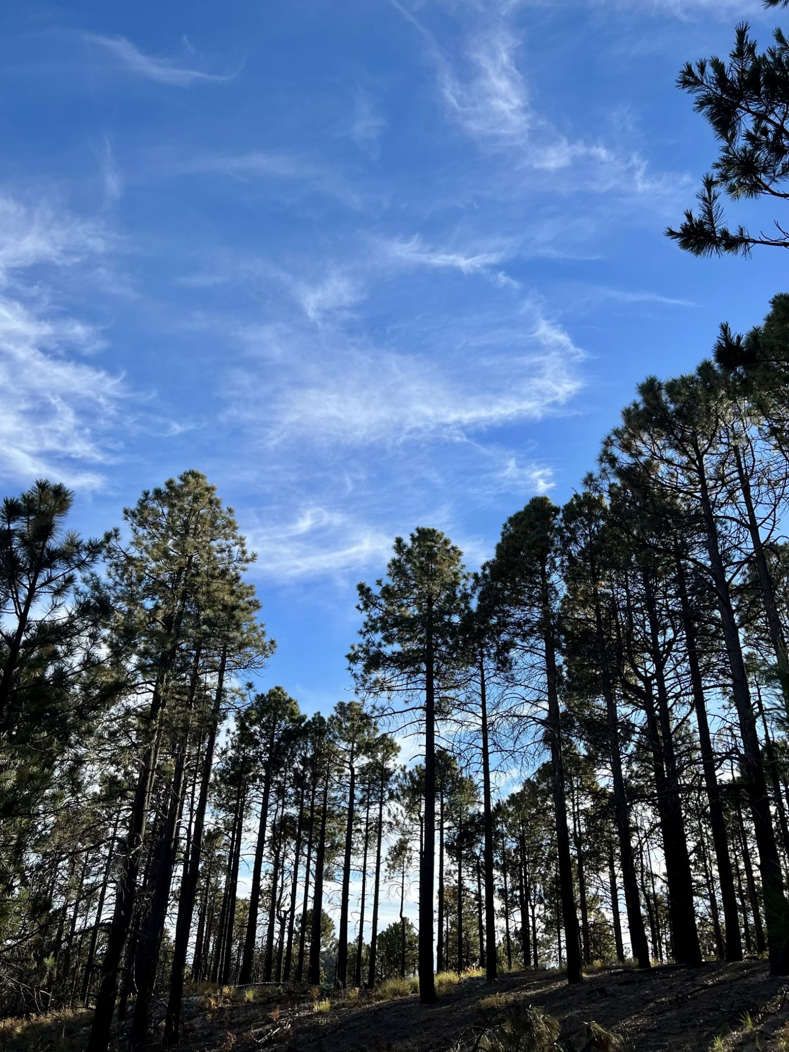 A sky island of pines