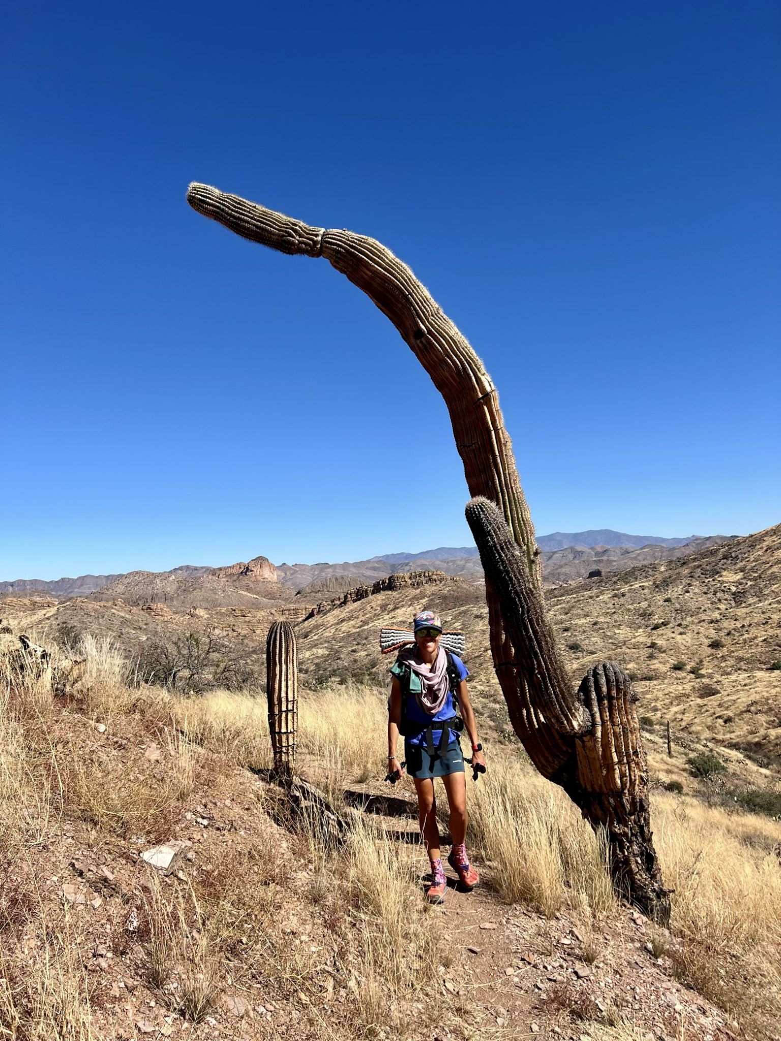 Ace and an arching saguaro