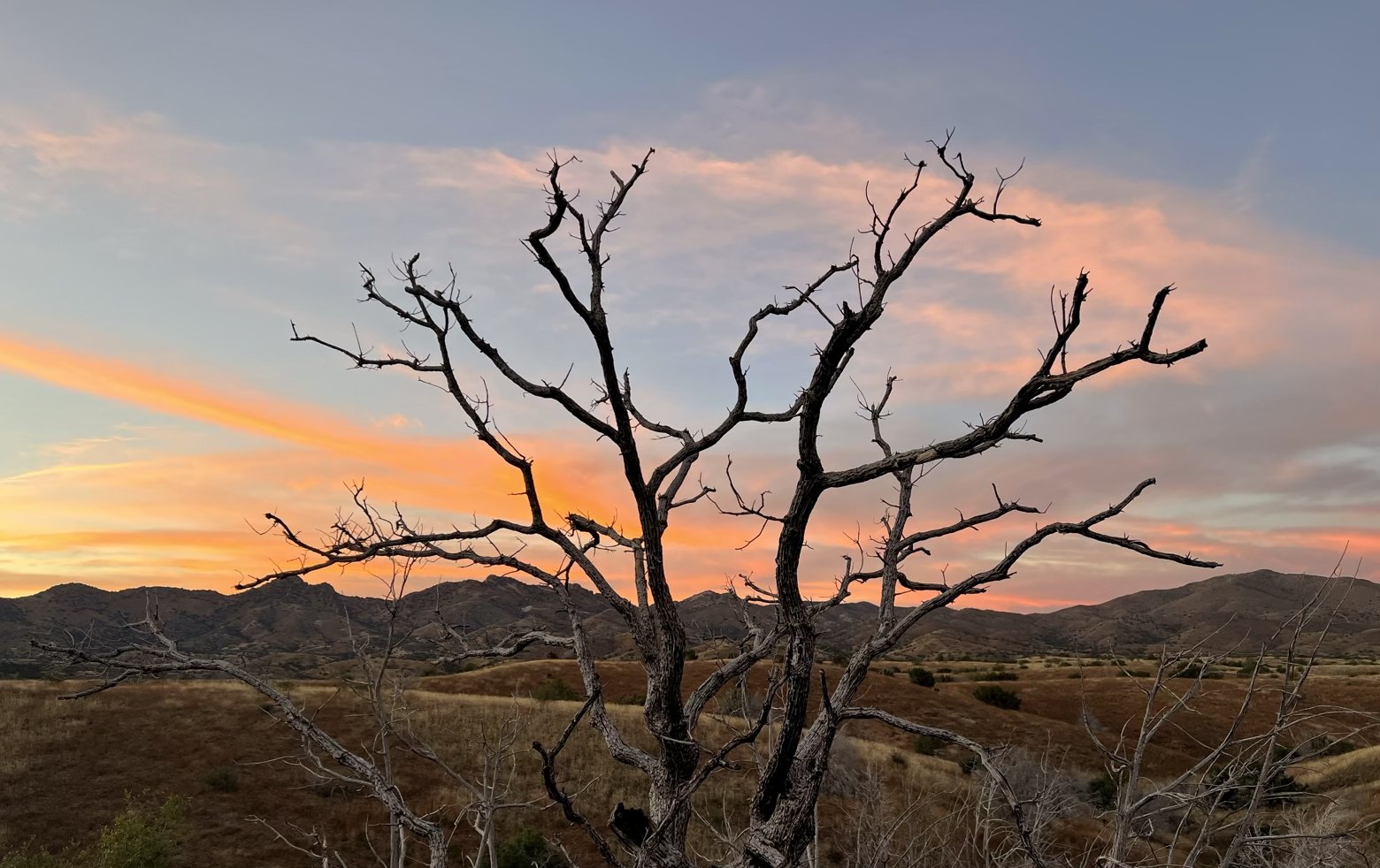 Dead tree chandelier at sunset