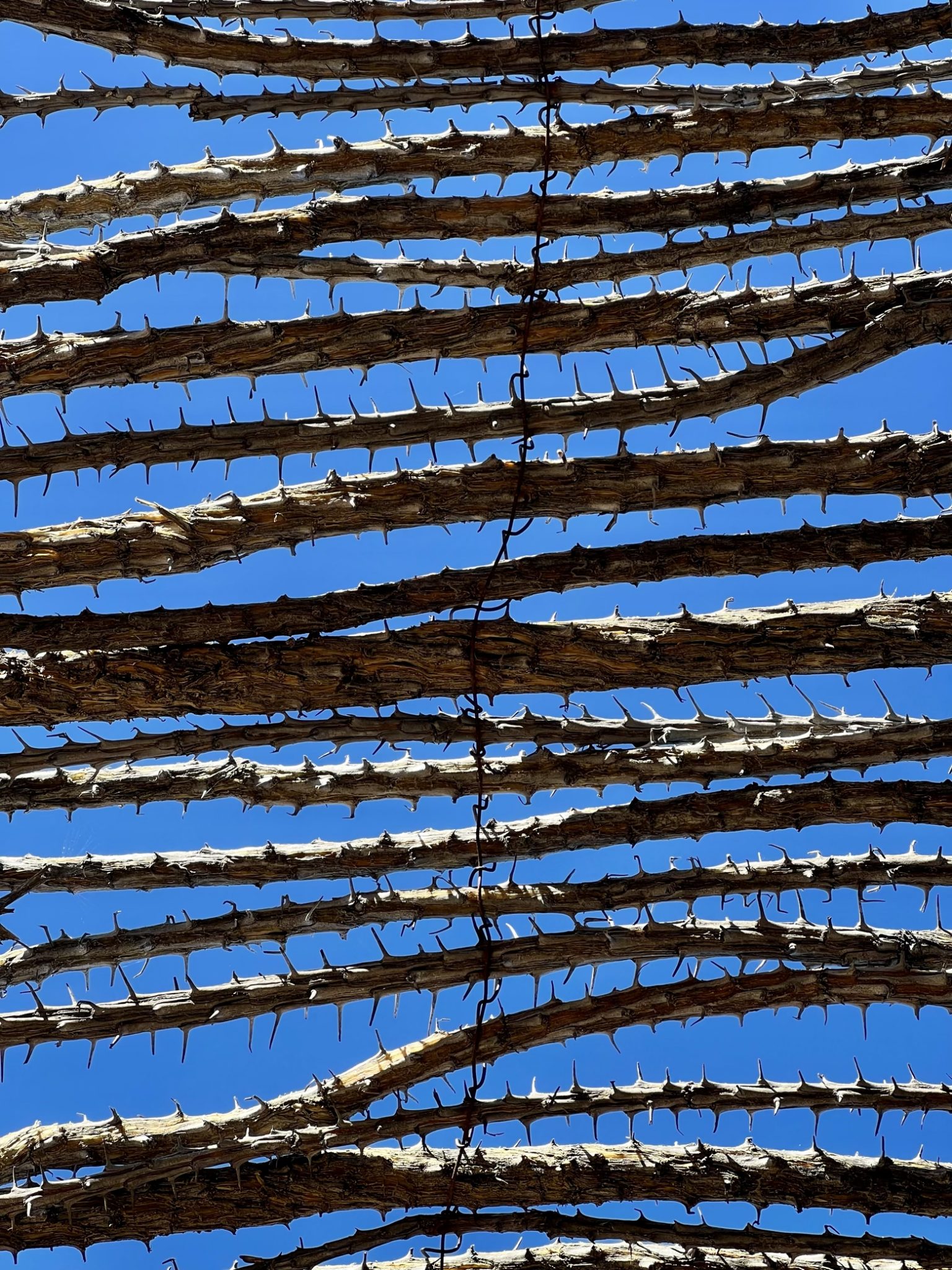 Ocotillo-roofed ramada