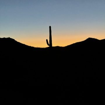 One armed saguaro at sunset
