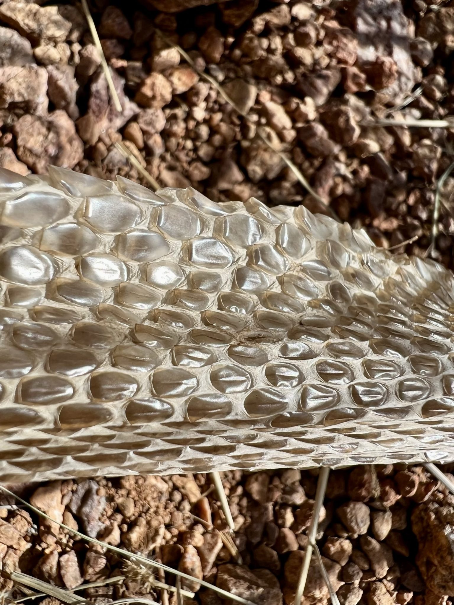 Rattlesnake skin