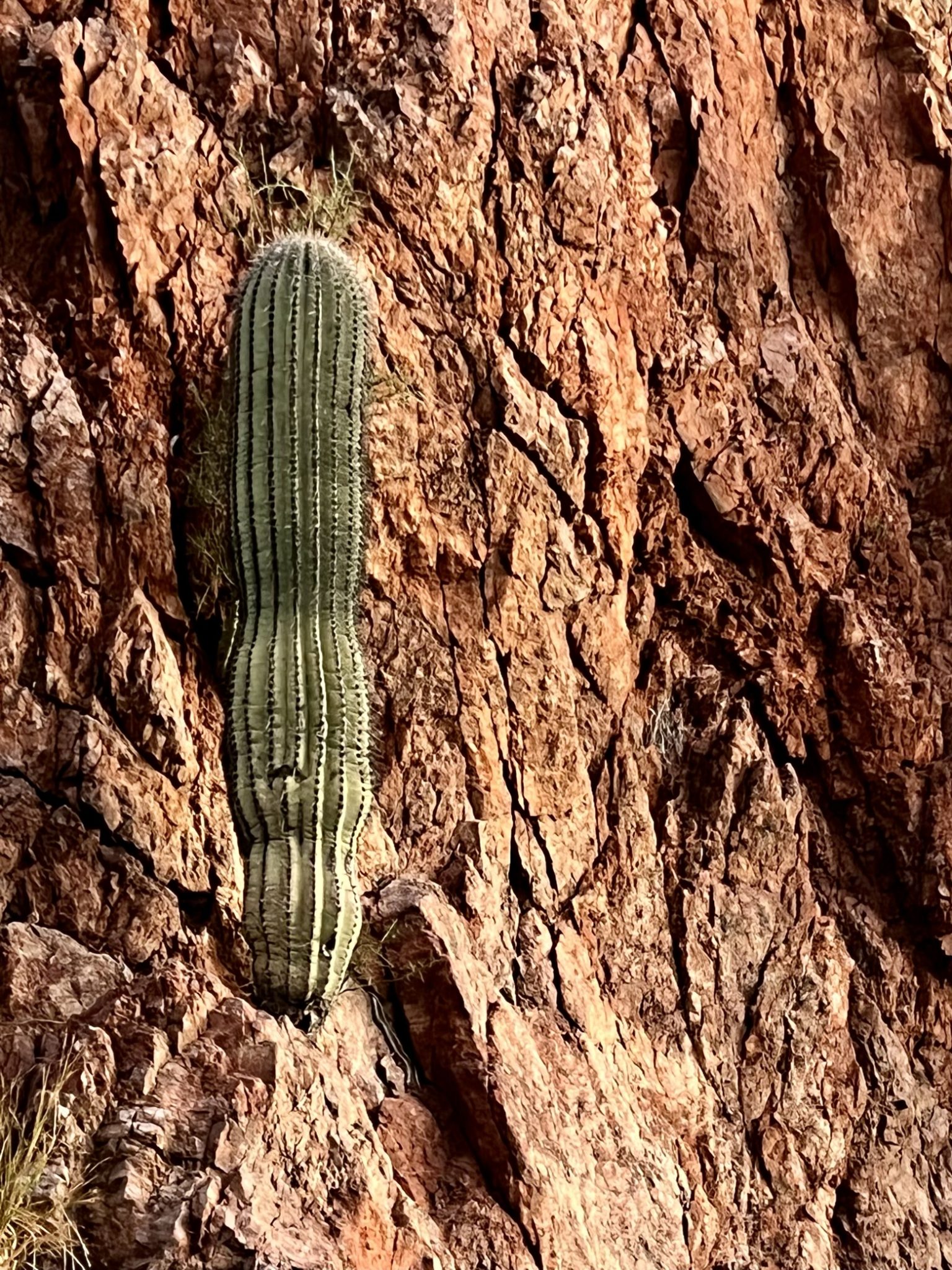 Red cliff saguaro