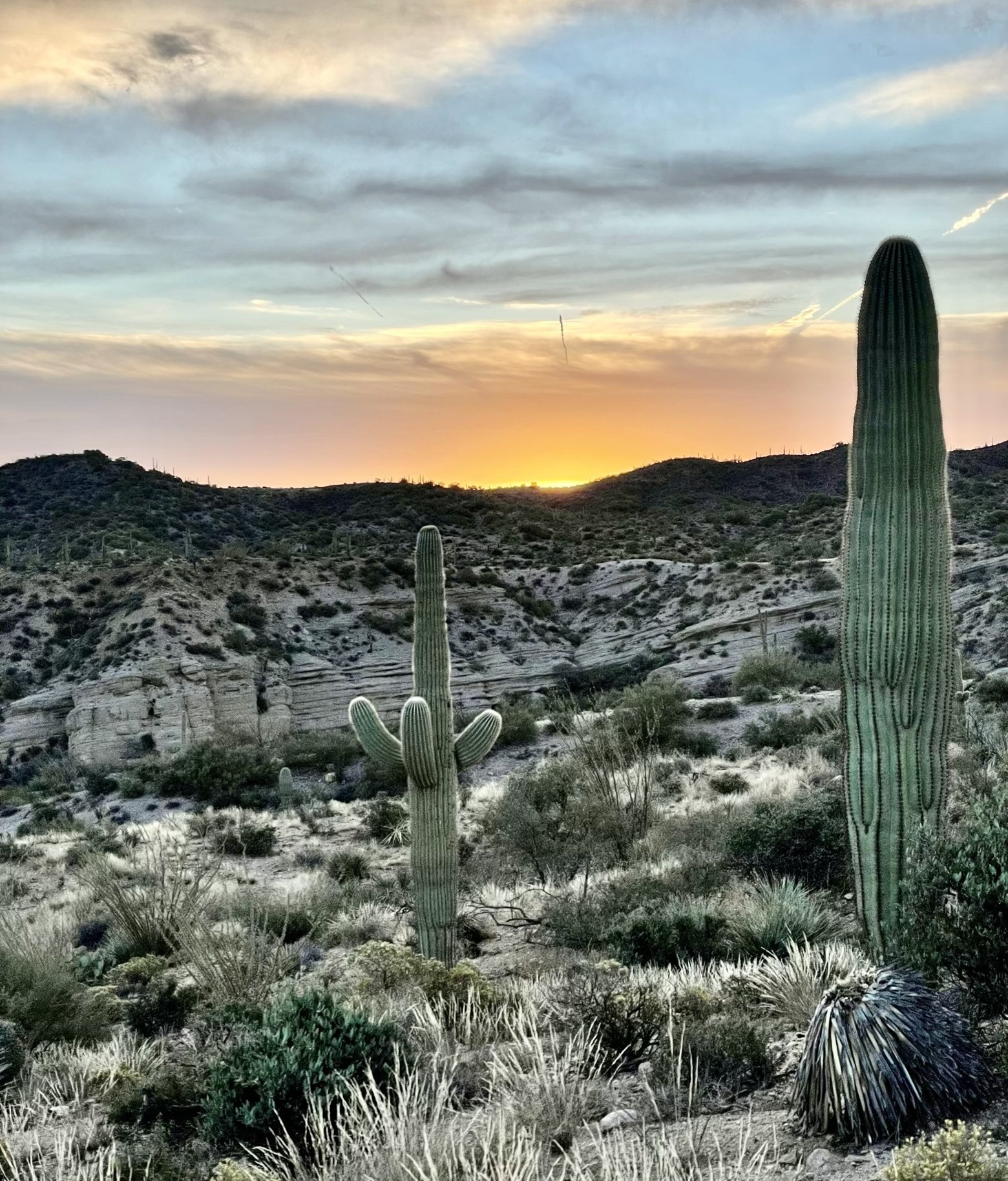 Rise and shine, saguaro