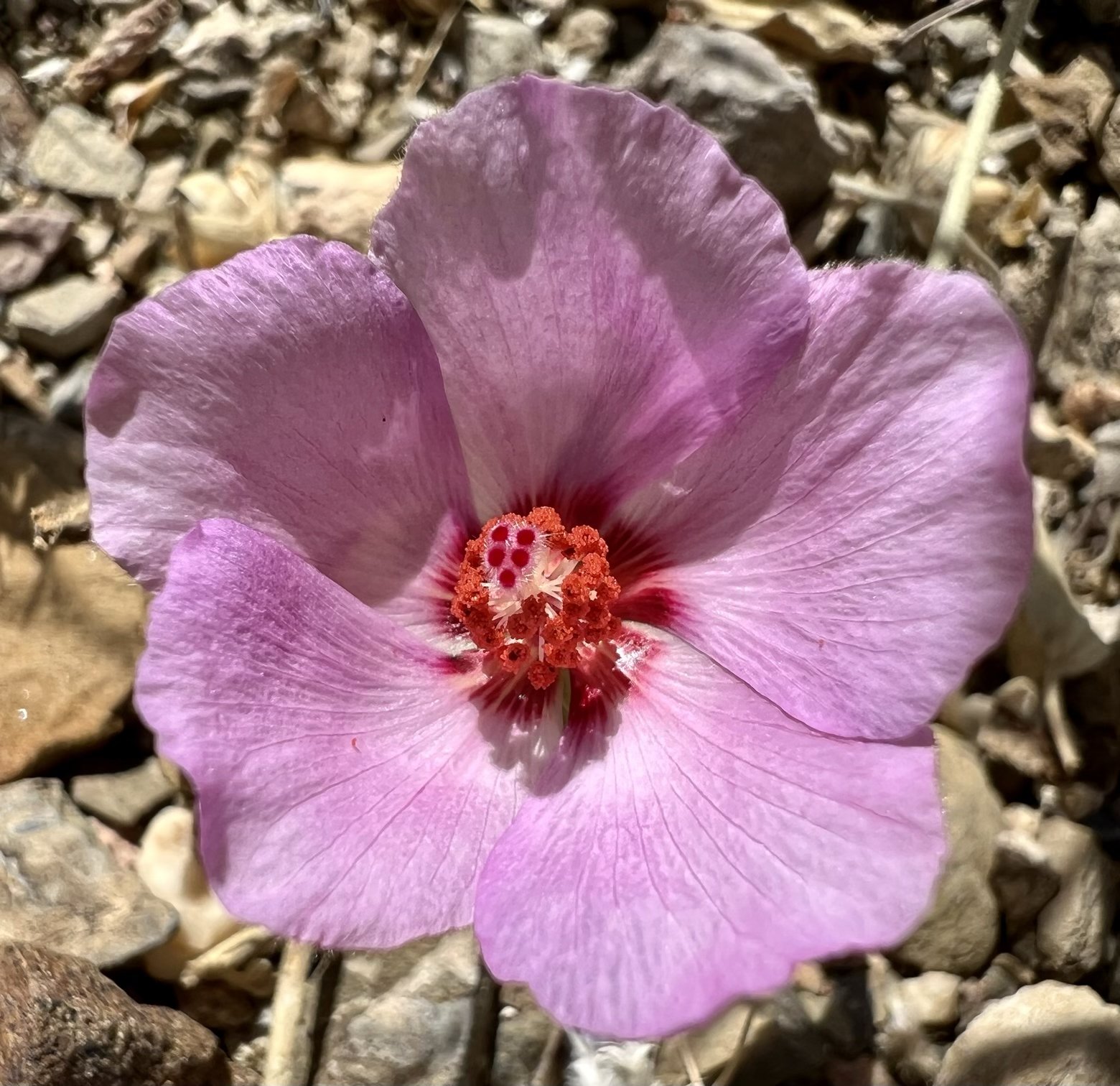 Rock hibiscus