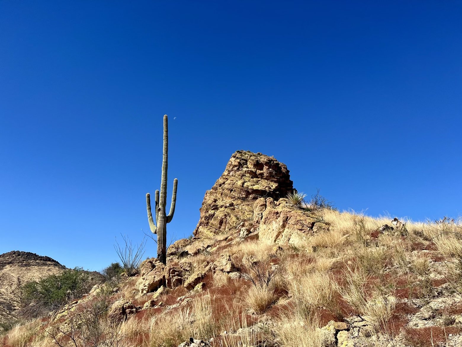 Saguaro and stone