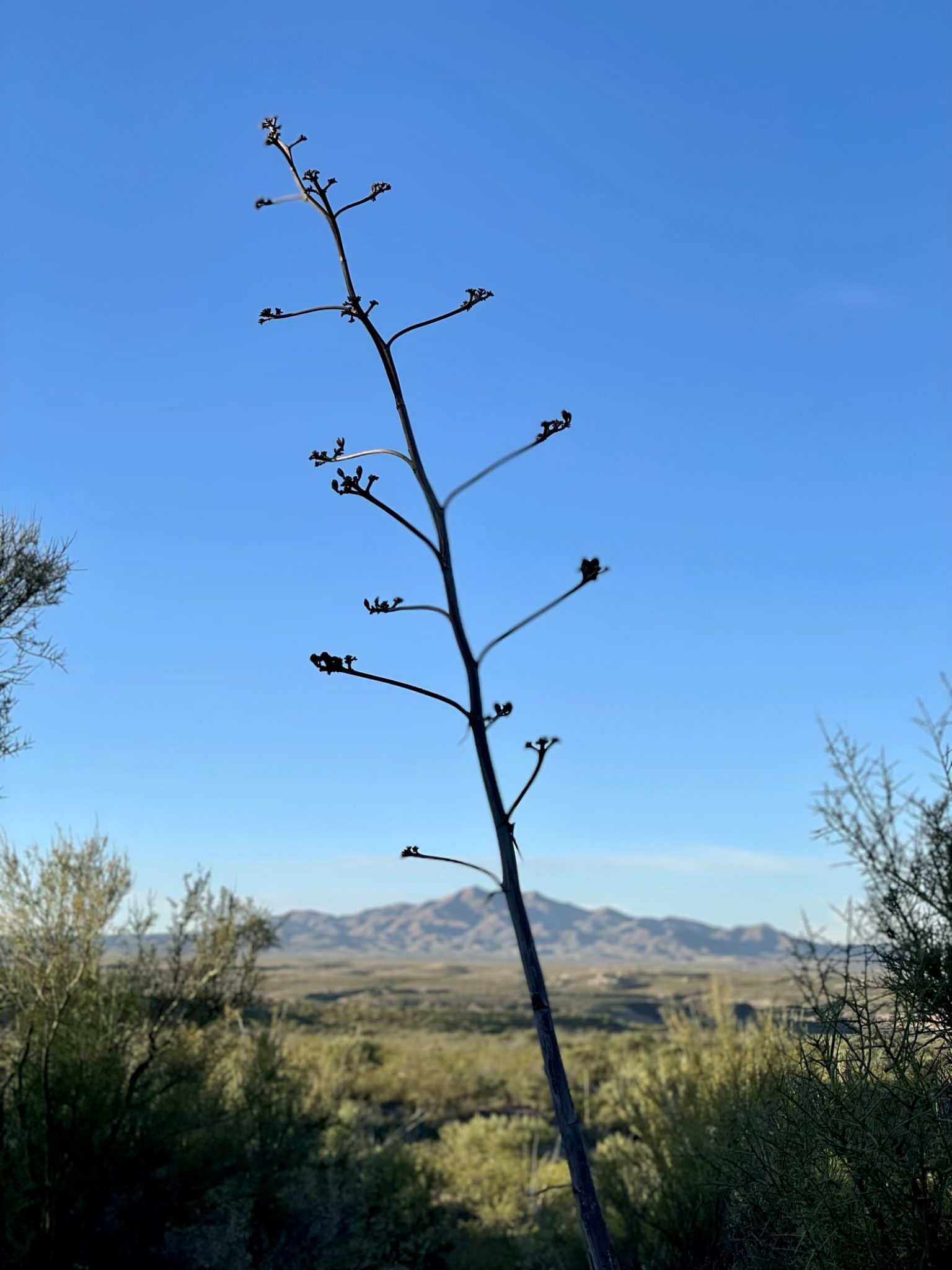 Yucca bisecting a distant peak