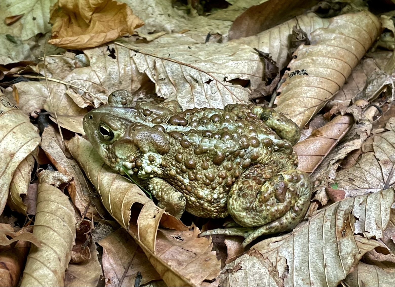 A well camouflaged toad