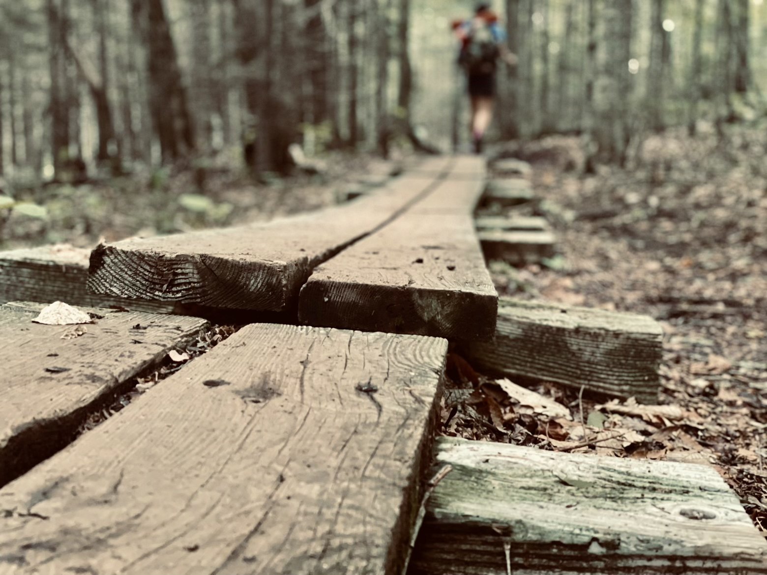 Easy steps along a boardwalk