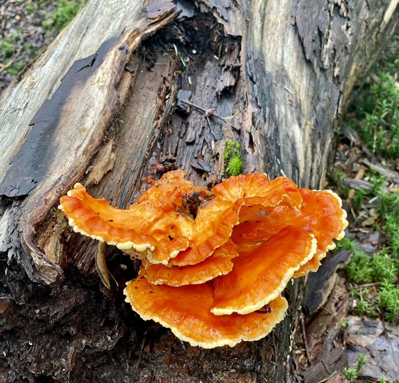 Flamboyant fungi