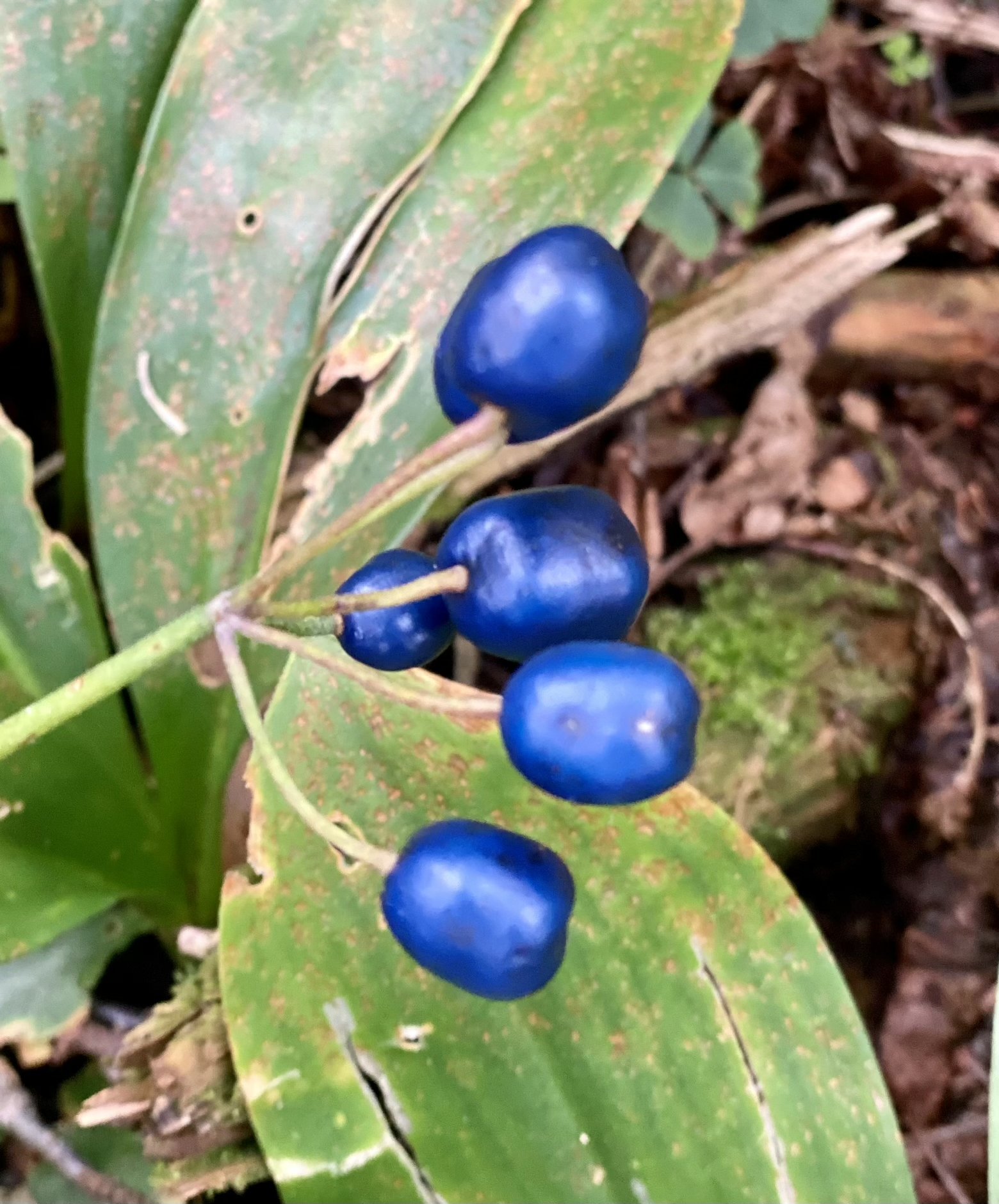 Mysterious blue berries