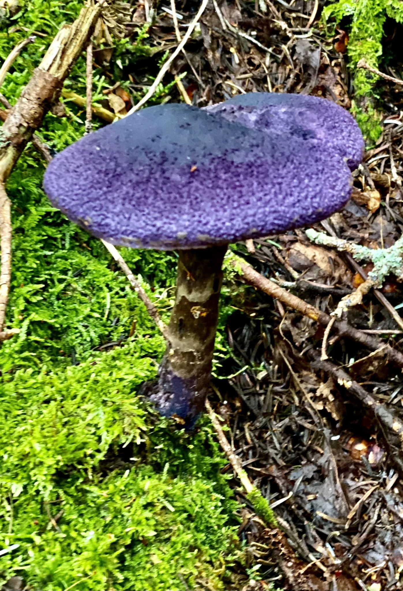 Mysterious purple mushroom