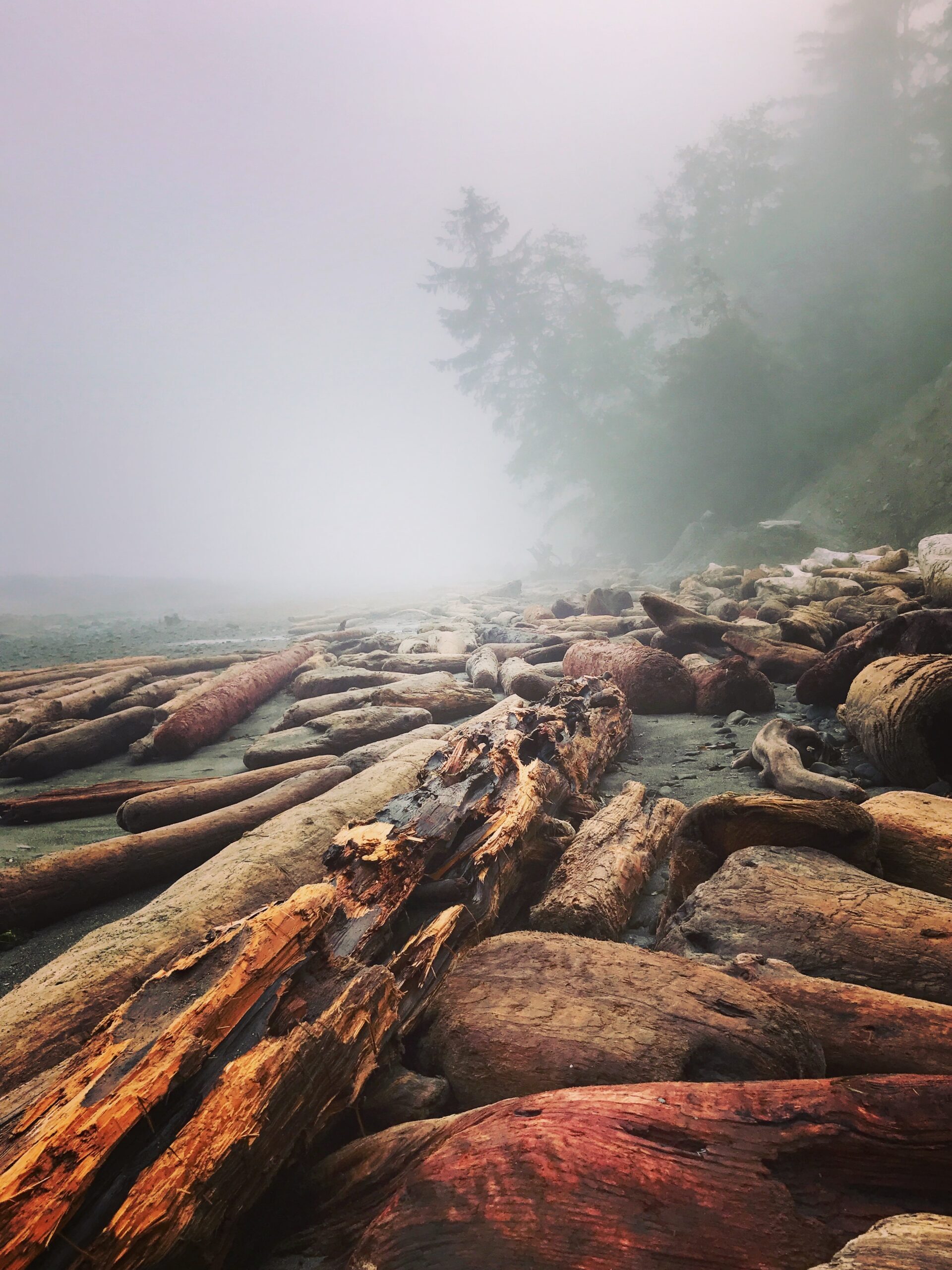 Stone and Sky wall art Driftwood Pacific Northwest Trail