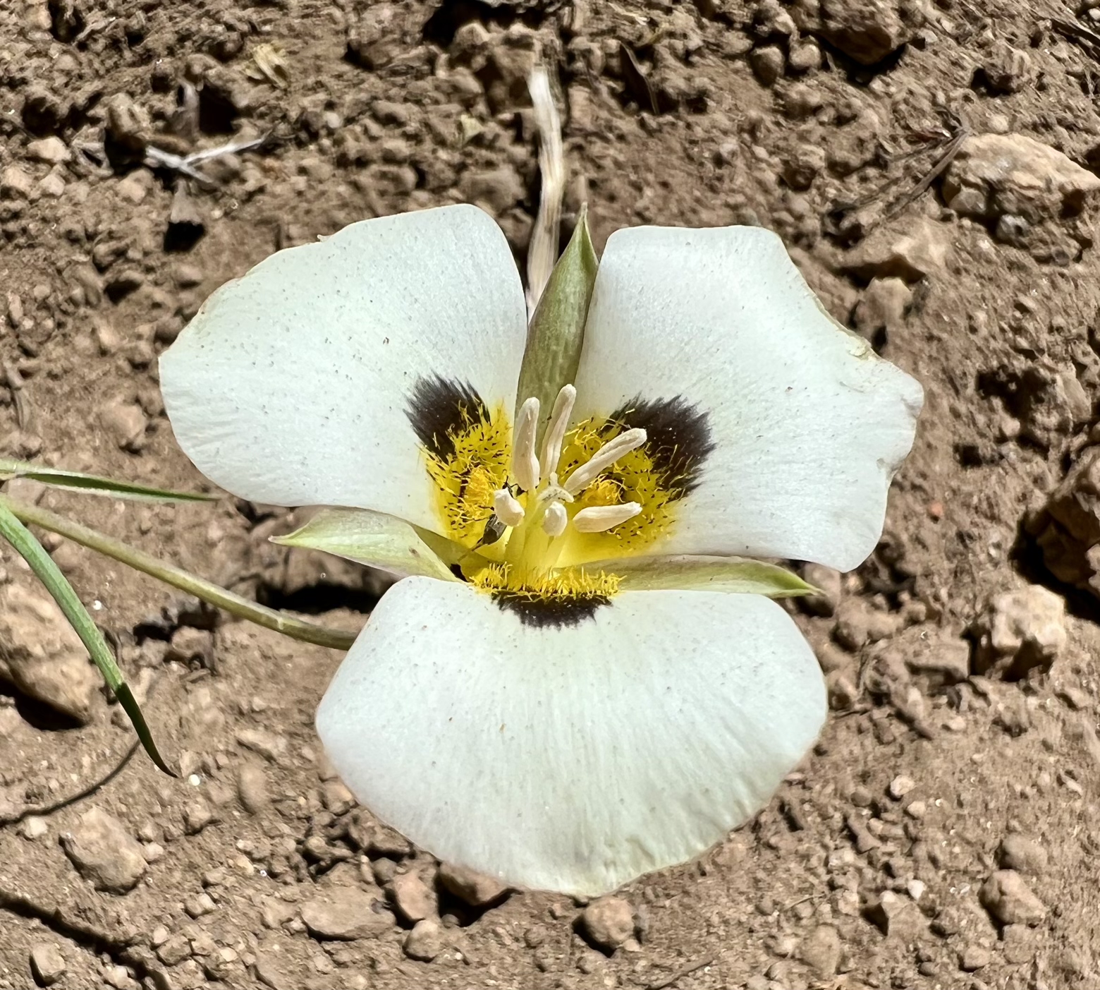 Leichtlin’s Mariposa Lily