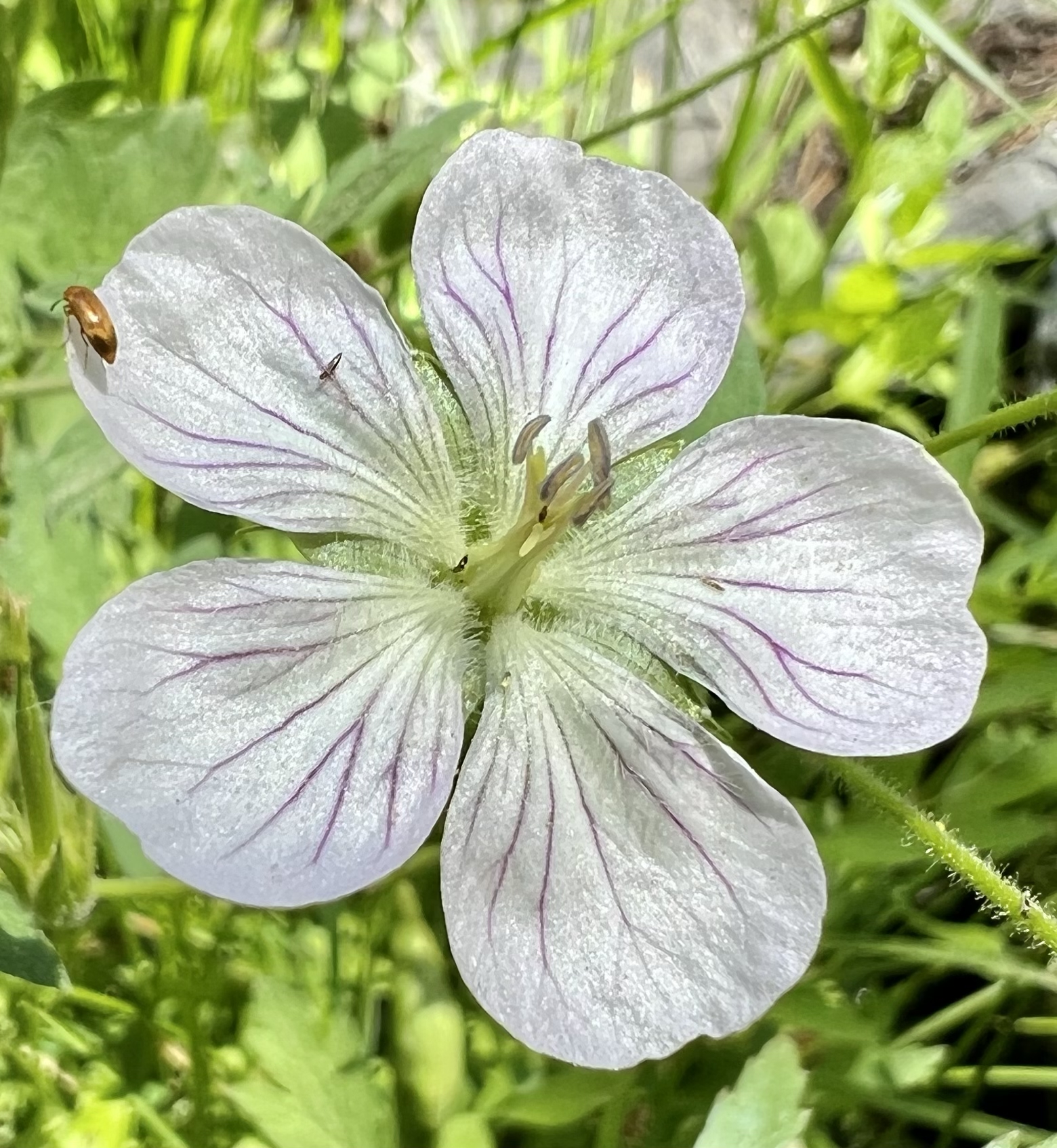 Richardson’s Geranium